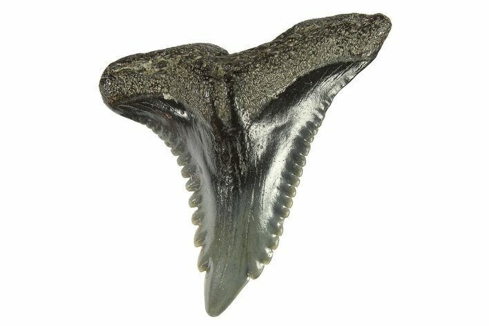 Snaggletooth Shark (Hemipristis) Tooth - South Carolina #274523